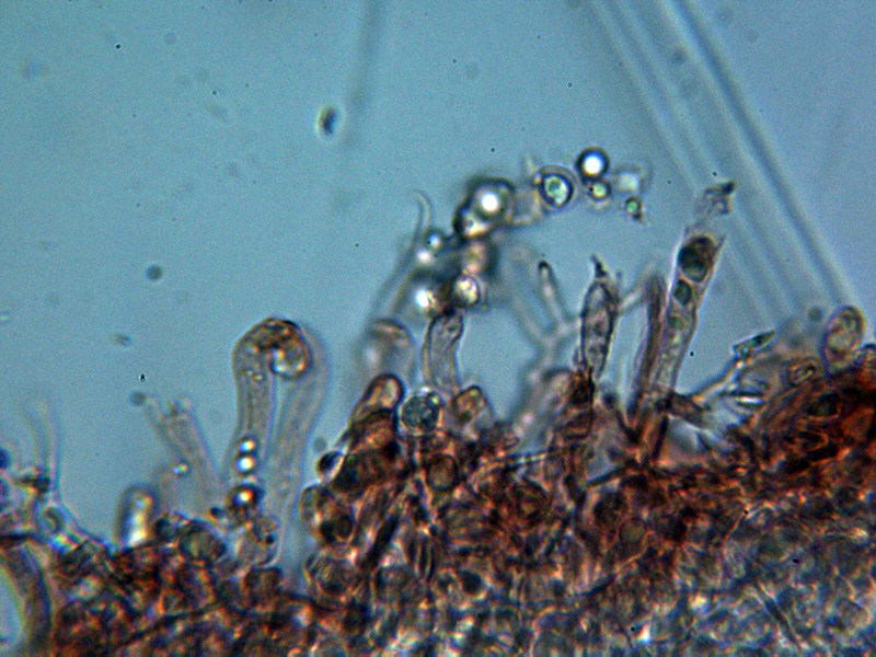 Un Corticial da identificare (Scytinostroma hemidichophyticum)